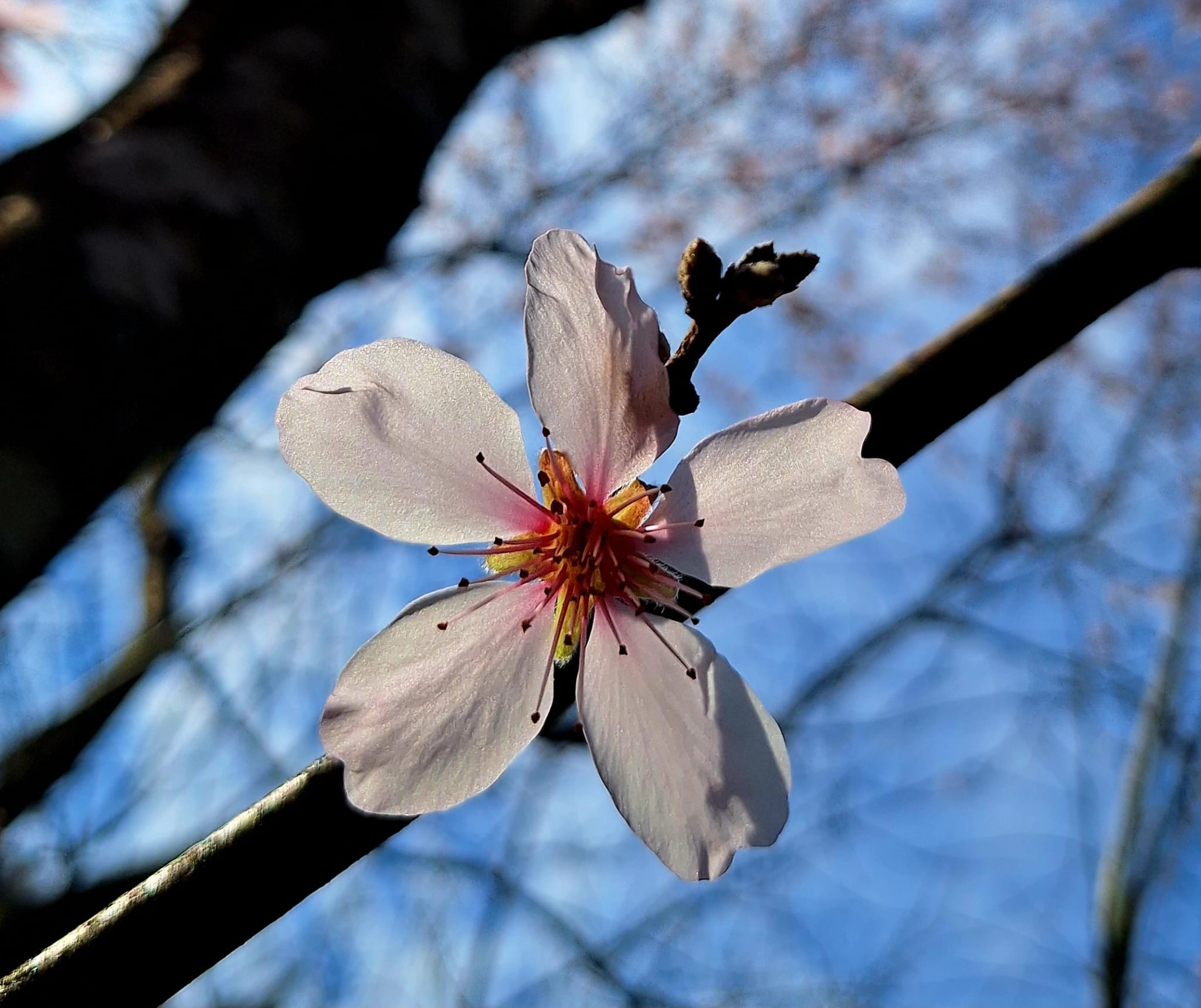 Primavera cascina San Giuliano